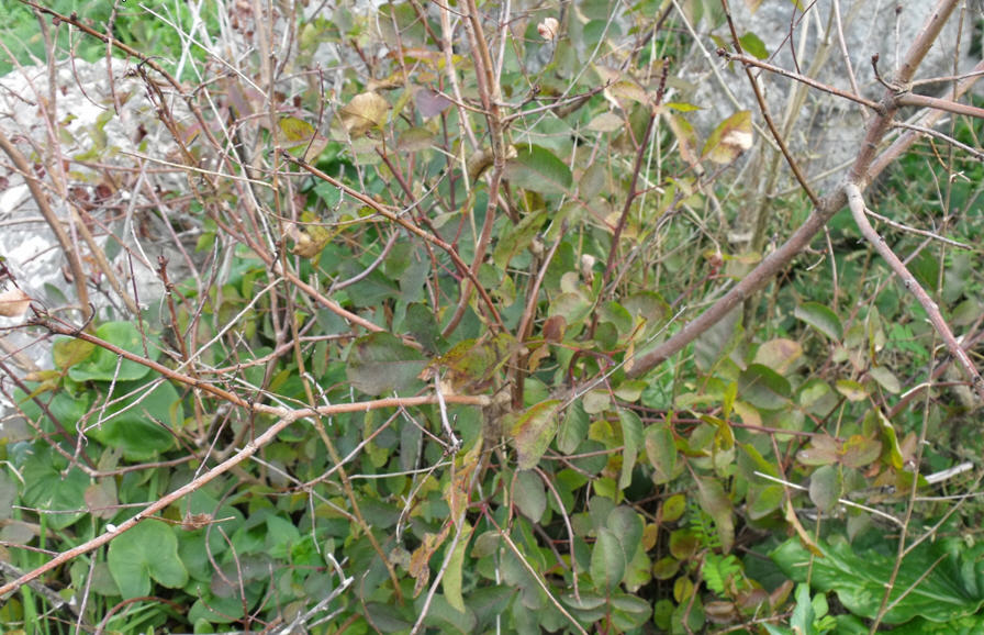 Pistacia terebinthus